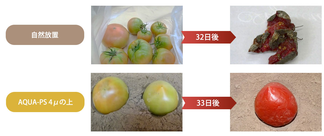 アクアPS4μの上のトマトは33日後も鮮度が保たれている